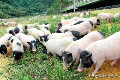 巴马香猪产前预兆:巴马香猪一天喂多少吃的比较好？需要注意什么？