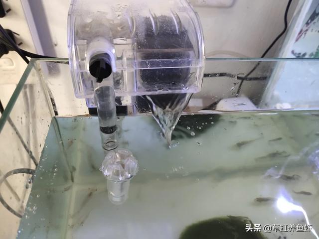 养观赏鱼的过滤方法有哪些:小鱼缸饲养观赏鱼，哪种过滤形式比较好，首选一定是外挂过滤吗？