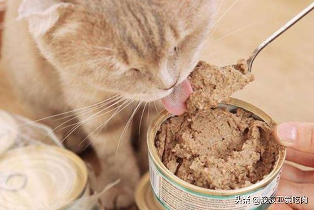 猫主食罐:五个月的猫能吃罐头吗?胃会不会不适应？