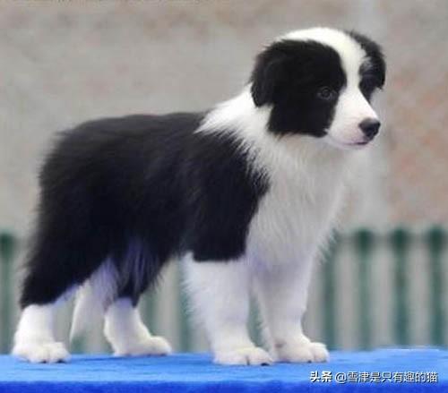 天生无脖牧羊犬遭弃:智商排名第一的边境牧羊犬，为什么养它的人却很少？