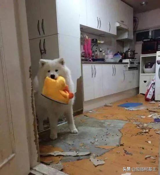 萨摩耶犬好养吗,最近想养个萨摩耶，好养吗？