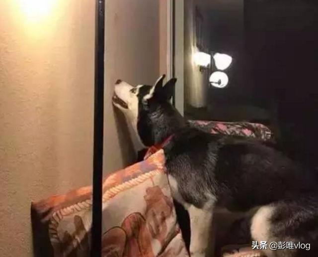 宣化灵异事件大揭秘:半夜三更明明没人，狗狗为什么半夜狂叫？