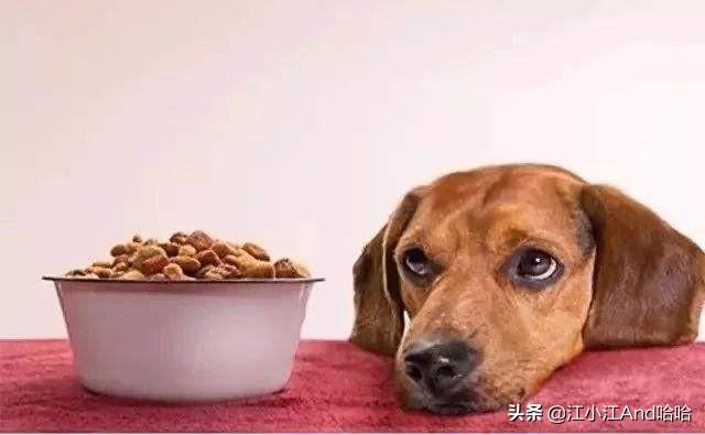 成犬哈士奇吃什么狗粮好:养哈士奇应该都喂它吃什么呢？
