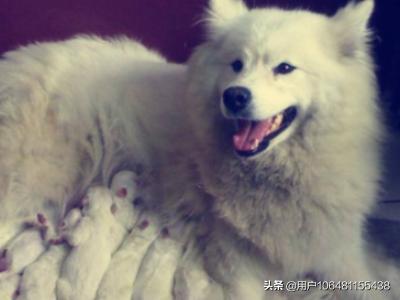 狗狗绝育手术:狗狗为什么要绝育？狗狗绝育的好处？