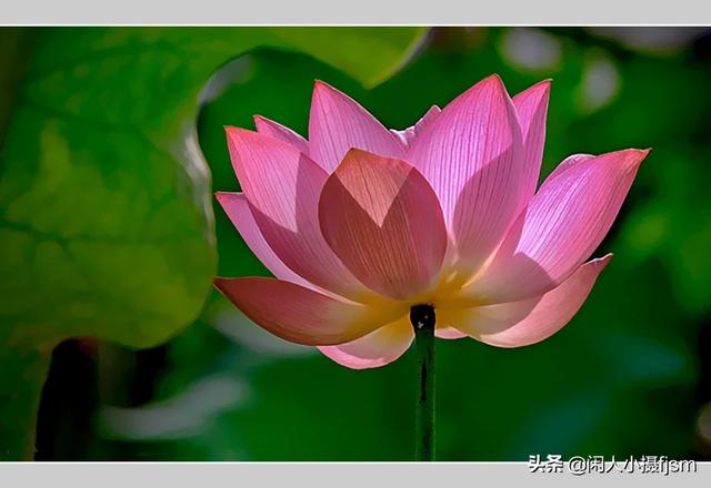 透红小丑 颜色:一朵花如何摄影出白里透红的效果？