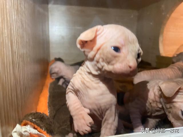 养纯种猫和非纯种猫的优缺点:猫的血统为什么那么重要，为什么血统纯正的猫那么贵还有人买？