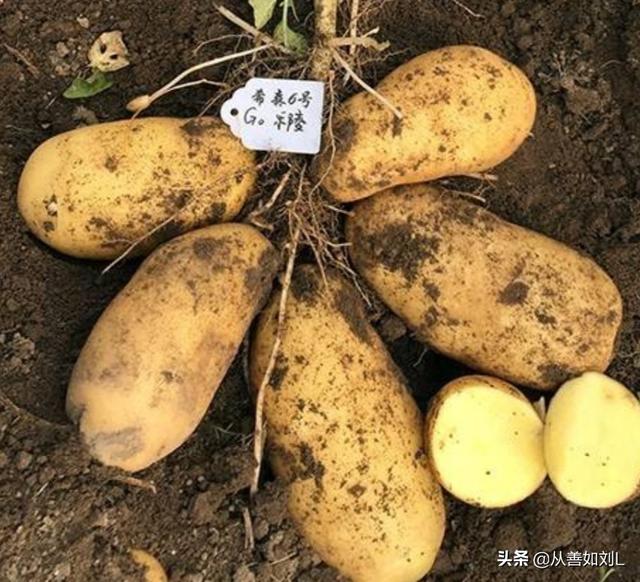 德国bunny草本兔粮官网:农村种植的土豆退化现象越来越严重，有什么好办法可防止退化？