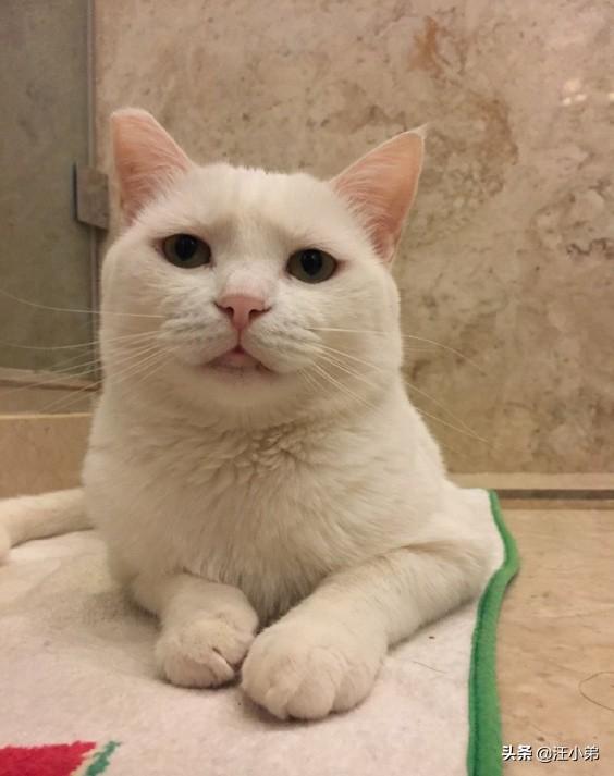 打小猫:打猫有用嘛？一岁的猫总是咬烂东西怎么办？