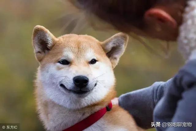 北京犬业联盟靠谱吗:有人说柴犬很凶，甚至咬主人，是不是真的？