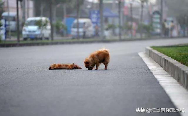 救助基地猫狗饿死:疫情严峻，疫区的流浪狗需要怎么处理呢？