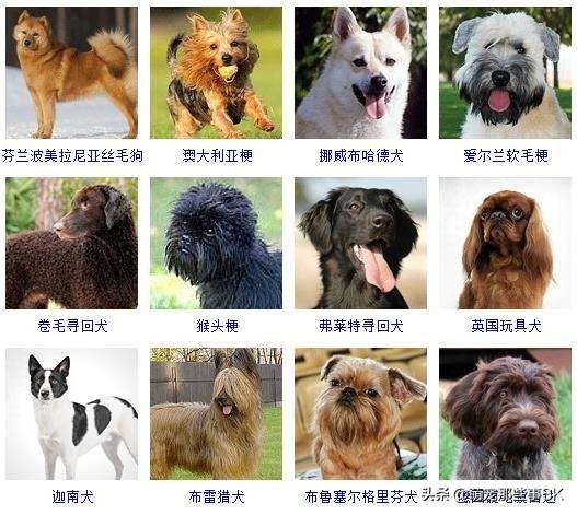 喜乐蒂犬阿宝的故事:狗狗一般几年开始不能怀孕？