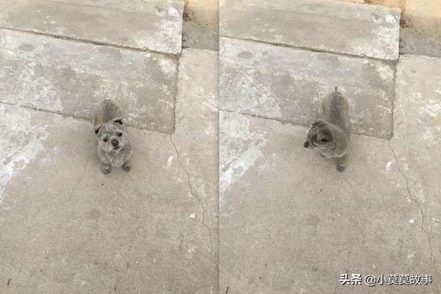 亲戚送我一条纯白色的狗:家里突然来了一条小狗，不走，啥情况？