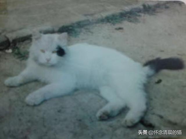 萌小狗俊介君:你还记得你的第一只爱宠吗？它现在还陪在你身边吗？