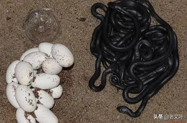 东部拟眼镜蛇vs孟加拉眼镜蛇吗:平均毒性最毒的蛇是哪种一种呢？