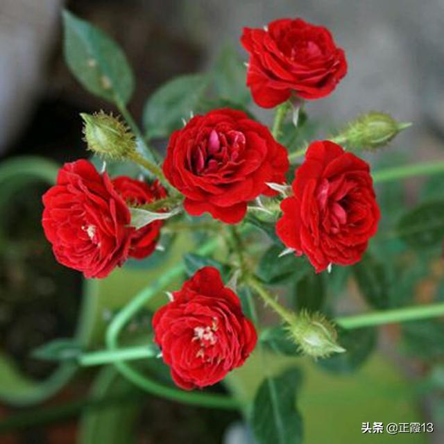 vents月季花品种介绍及图片:月季花品种及名称图片 月季品种繁多。我爱淡雅也爱浓艳。你喜欢什么花色？