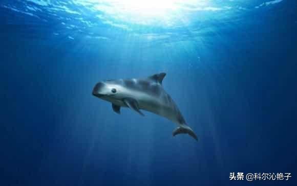 克罗斯河大猩猩:你觉得世界上最珍贵的动物是什么