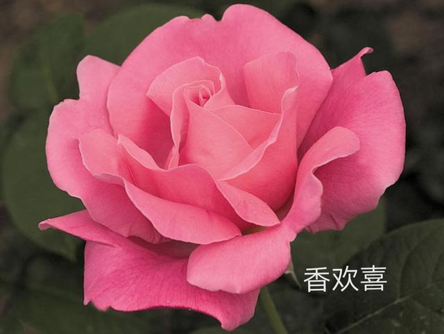 优秀月季花品种介绍百度网:名贵月季十大品种是哪些品种？