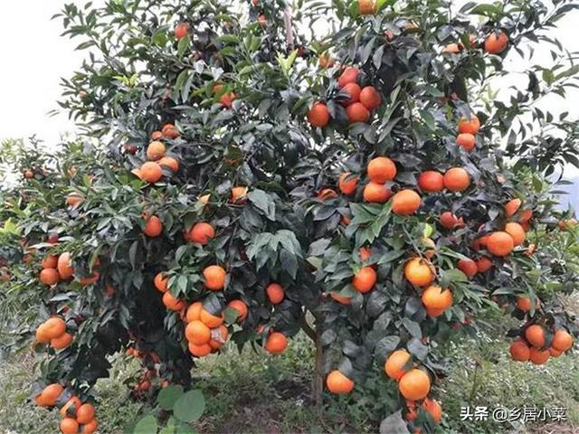 庭院十大吉祥之树,请问有什么适合庭院种植的果树？