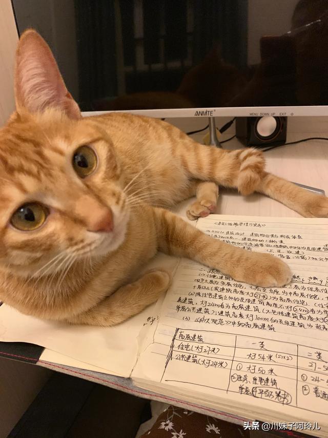 可爱的小猫咪教学反思:养猫后，你是越来越爱猫还是慢慢讨厌猫？ 大脾气的小猫咪小班教学反思
