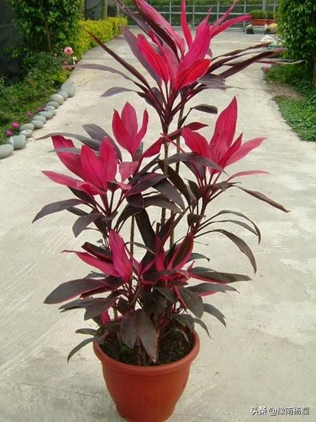 镇宅招财旺人的植物,家里养什么样的植物对身体最有益？