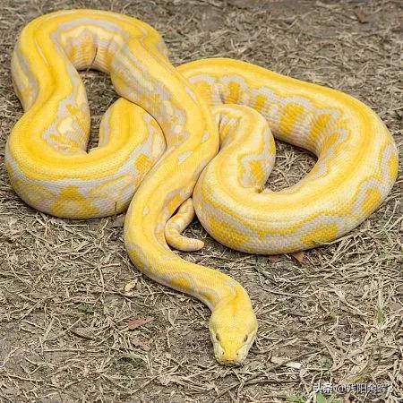 头条问答 - 大蛇成蟒,大蟒成蚺,大蚺成蛟,大蛟成龙是真的吗?