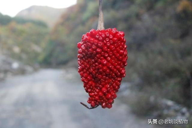 头条问答 这个植物是 老姚谈植物的回答 0赞