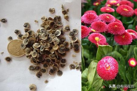 黑心菊什么时候播种比较好:乌菜是什么，怎么样种植，什么时候种植比较好？