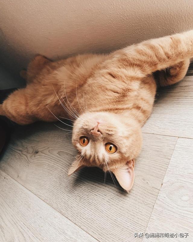 来养一只电子宠物猫:养了一只有「小心机」的猫/狗，是一种怎样的体验？
