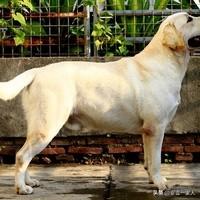 拉布拉多猎犬:拉布拉多猎犬图片 拉布拉多的优缺点是什么？好养吗？