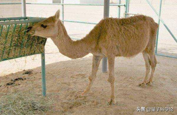 大型动物交配:豹子和狮子能杂交吗？后代会是怎样的动物？