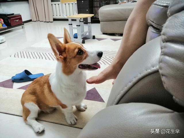 两个月大古牧吃什么狗粮好:2个月的拉布拉多幼犬吃什么狗粮比较好？
