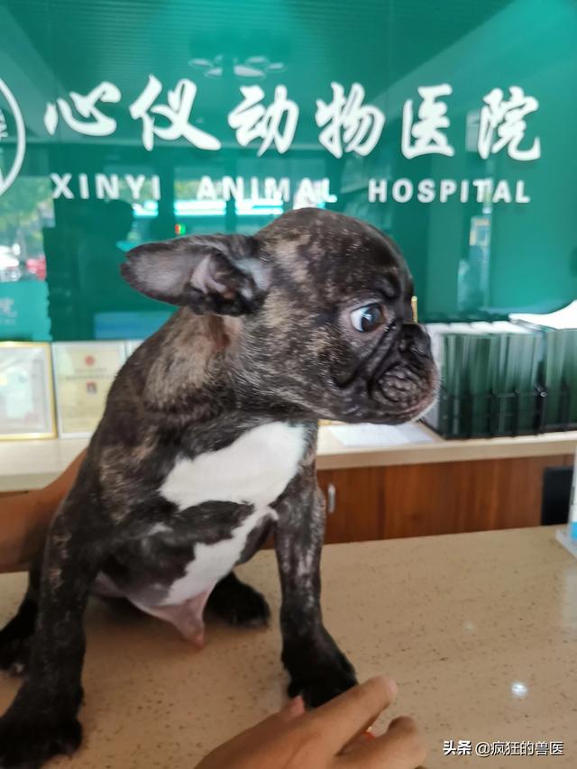 宠物医生论坛:做一名宠物医生是怎样的体验？