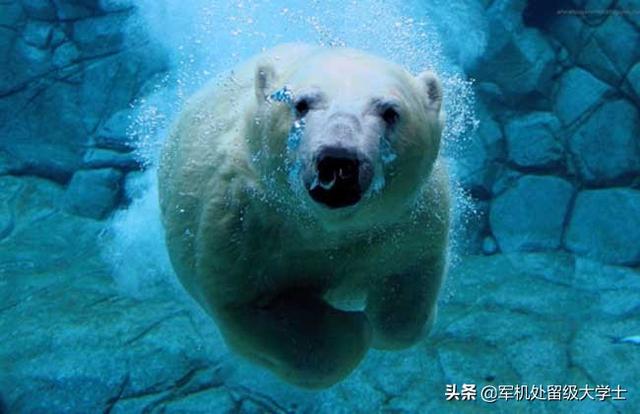 北极熊和象海豹谁更厉害?为什么?