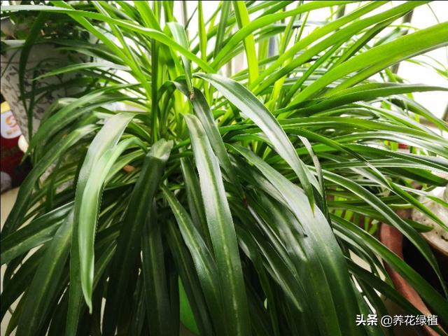 光能净百科:绿植真的可以彻底去除甲醛吗？