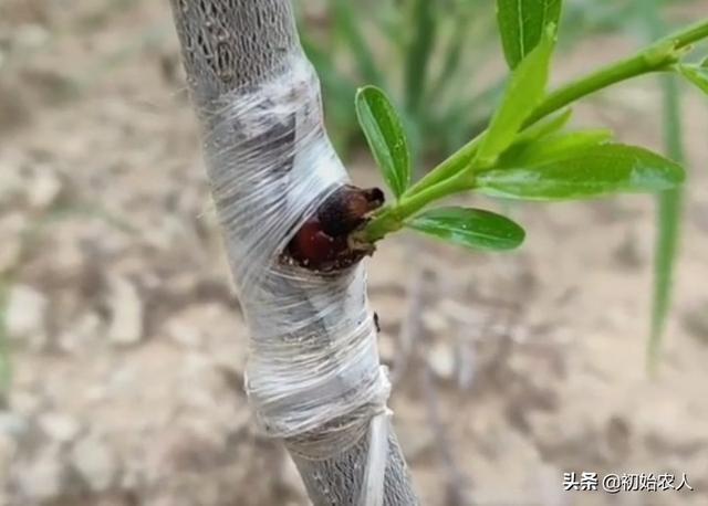 頭條問答 - 7月份嫁接的棗樹當年能發芽嗎?(4個回答)