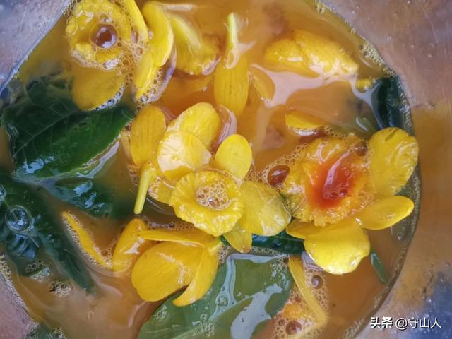 石斛图片,石斛的种类包括哪些？作用各有何不同？