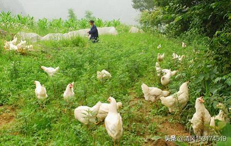 牧草种子:盐碱地养鸡种什么牧草种子拜托各位了3Q？