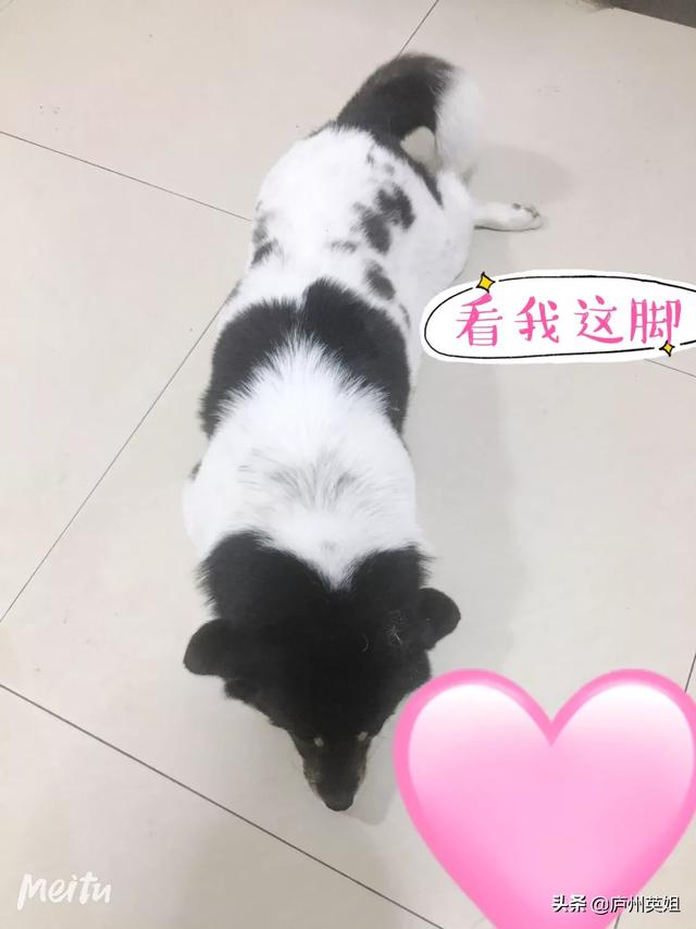 关于狗狗的感人故事:你知道哪些流浪狗狗最感人的故事？ 关于狗狗的感人故事200