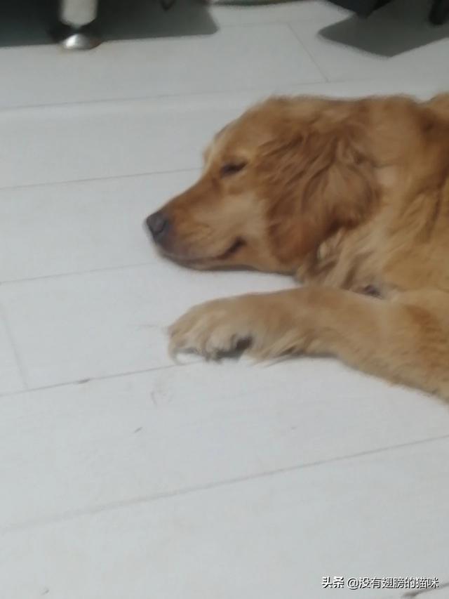 昨晚太想要了就和我家泰迪大全:你和宠物最长时间的怄气是多久？