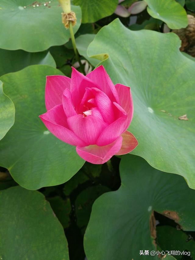 头条问答 想做石头花盆 不知道用多大型号的工具 求助 谢谢 7个回答