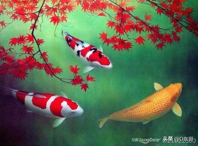 锦鲤风水鱼吗:在农村养殖锦鲤有前景吗？如何养？