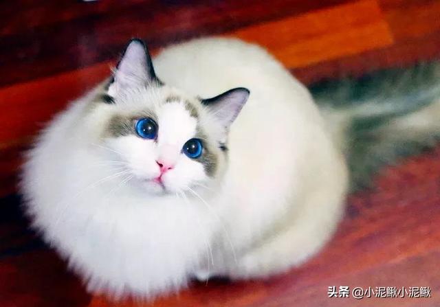 品种猫:品种猫到底是什么意思？有哪些猫是品种猫？