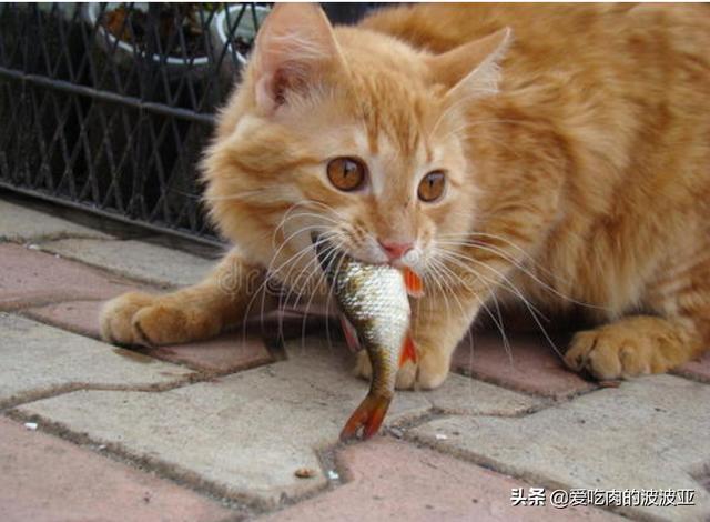 小蓝猫最喜欢吃什么零食:蓝猫吃什么可以美毛？吃蛋黄能美毛吗？ 小蓝猫最喜欢吃什么