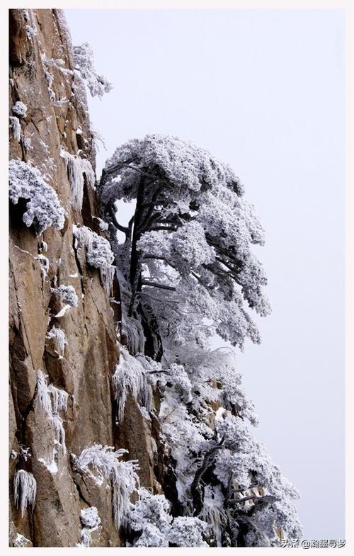 康生简历:陈毅的《青松》这首诗，是写给谁的？