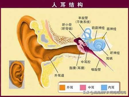 人类耳部结构图:耳部解剖结构图 耳朵的结构图是什么样子的？