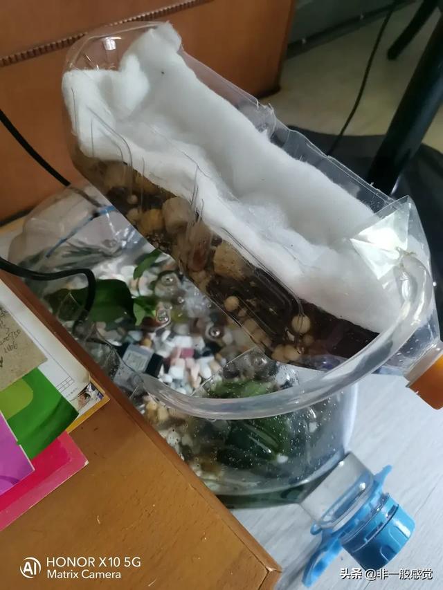 自制鱼缸视频:怎么用洗洁精瓶子做鱼缸？