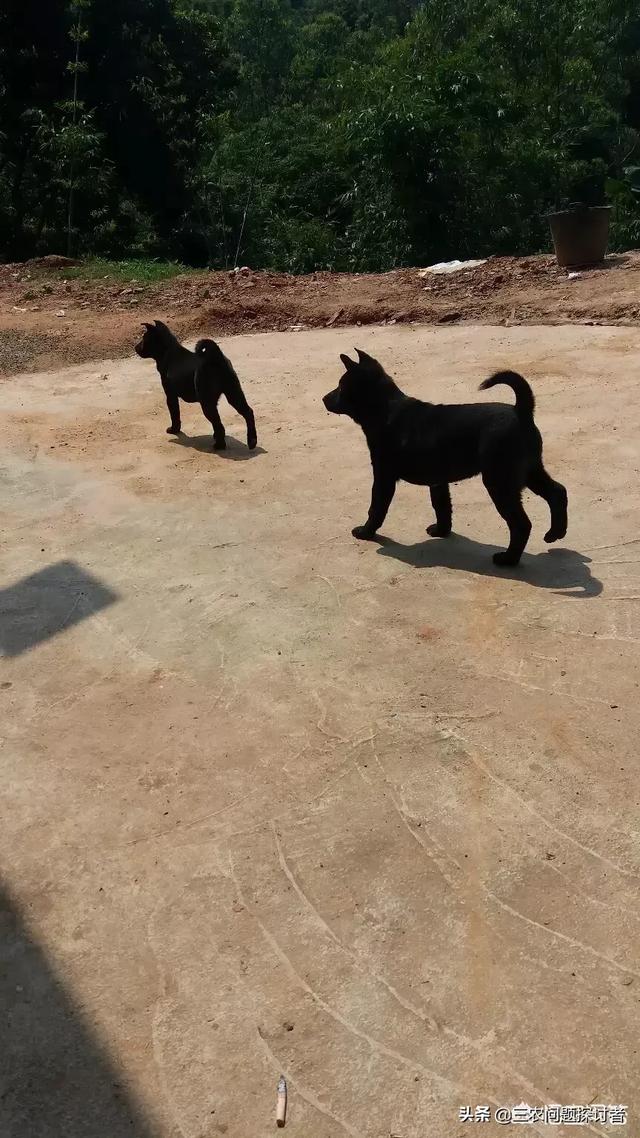 猫抓老鼠的叫声:请问谁知道猫咪要几个月才开始抓耗子呢？家里耗子太多了？