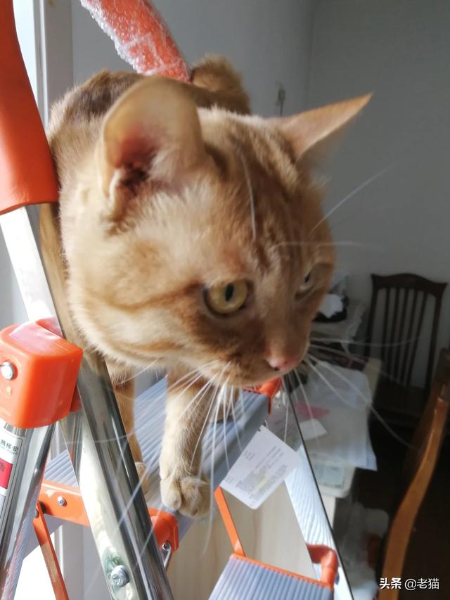 你养猫咪了吗,把你的猫咪晒出来看下？