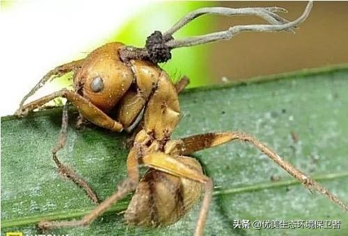 僵尸蚂蚁:真实存在的僵尸蚂蚁，会吃人并感染人类吗？