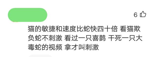 黑曼巴蛇的天敌:为什么猫不害怕毒蛇，还能占据上风？